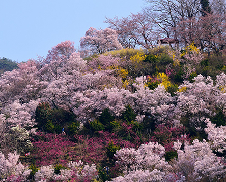 花見山